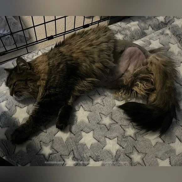 Michael Kors ‘Connie’ Crossbody Camera Bag - Picture 15 of 16